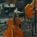 Violoncellos