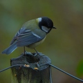 Mésange bleue