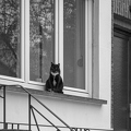 Chat en façade