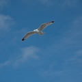 mouette